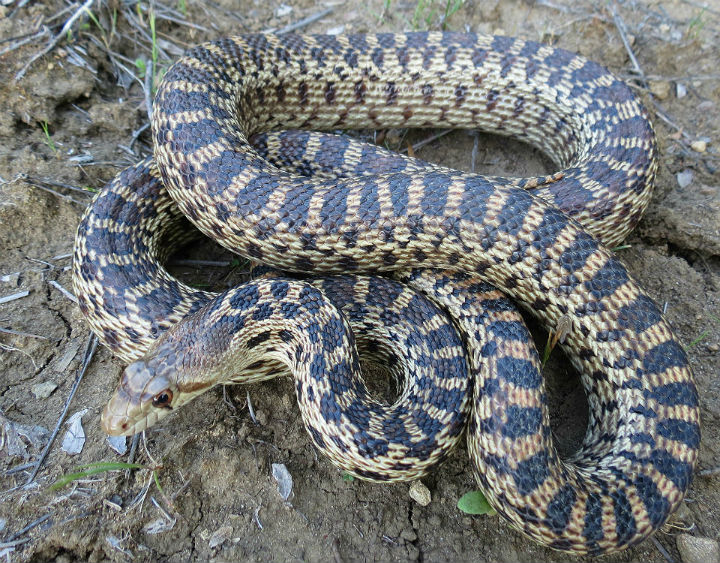 Pacific Gopher Snake